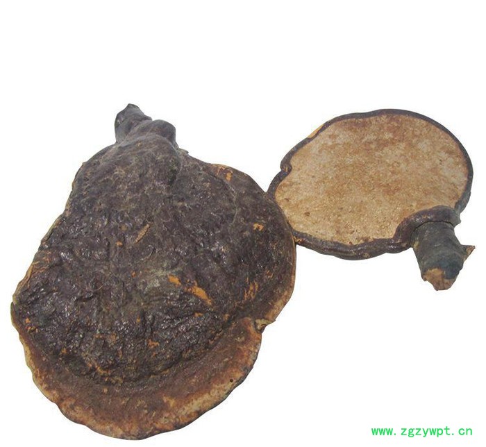 罗氏灵芝 新款热卖质量可靠 **草灵芝 直销 **中药材 灵芝图2