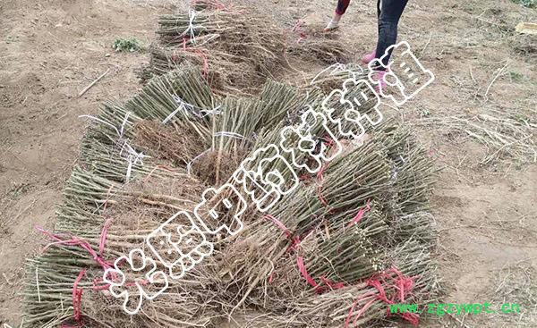 光照 种植 皂角苗 地栽苗 ****中药材 微商大量订货直发 量大从优图3