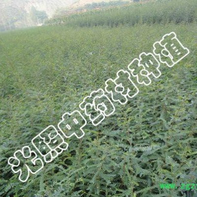 光照 种植 皂角苗 地栽苗 ****中药材 微商大量订货直发 量大从优