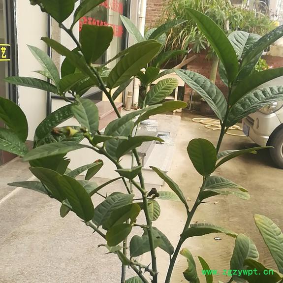 中药材佛手种苗出售佛手种植技术图3