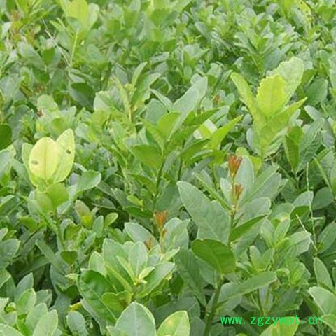 中药材佛手种苗出售佛手种植技术图7