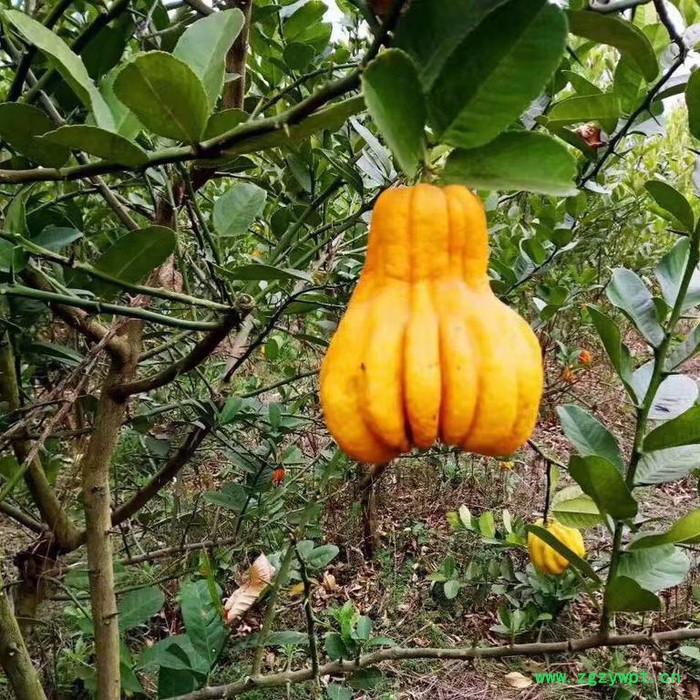 中药材佛手种苗出售佛手种植技术图5