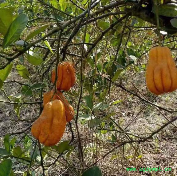 中药材佛手种苗出售佛手种植技术图8