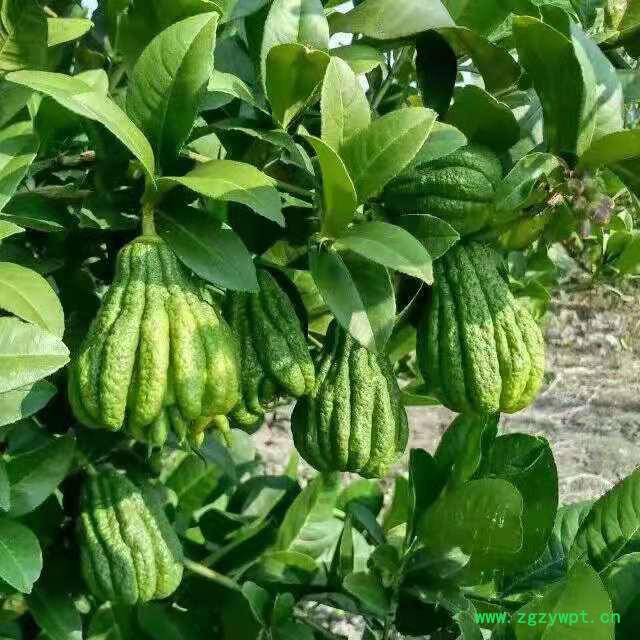 中药材佛手种苗出售佛手种植技术图4