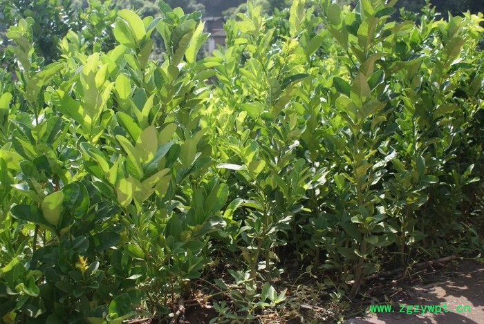 供应苗齡三年生中药材嫁接川佛手种苗图2