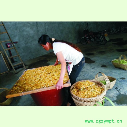 弘程金银花植物药材中药材图4