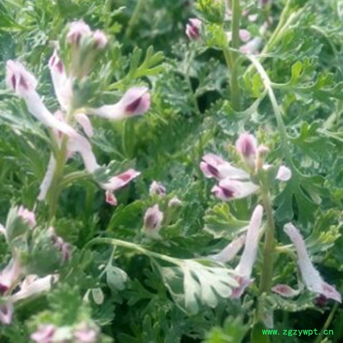 【龙飞种业】中药材种子/地丁种子/地丁草/地丁种子批发/地丁种子种植时间/地丁种子价格/地丁种子批发图3