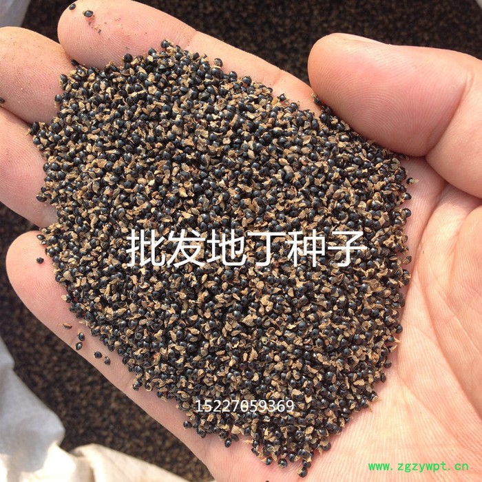 【龙飞种业】中药材种子/地丁种子/地丁草/地丁种子批发/地丁种子种植时间/地丁种子价格/地丁种子批发