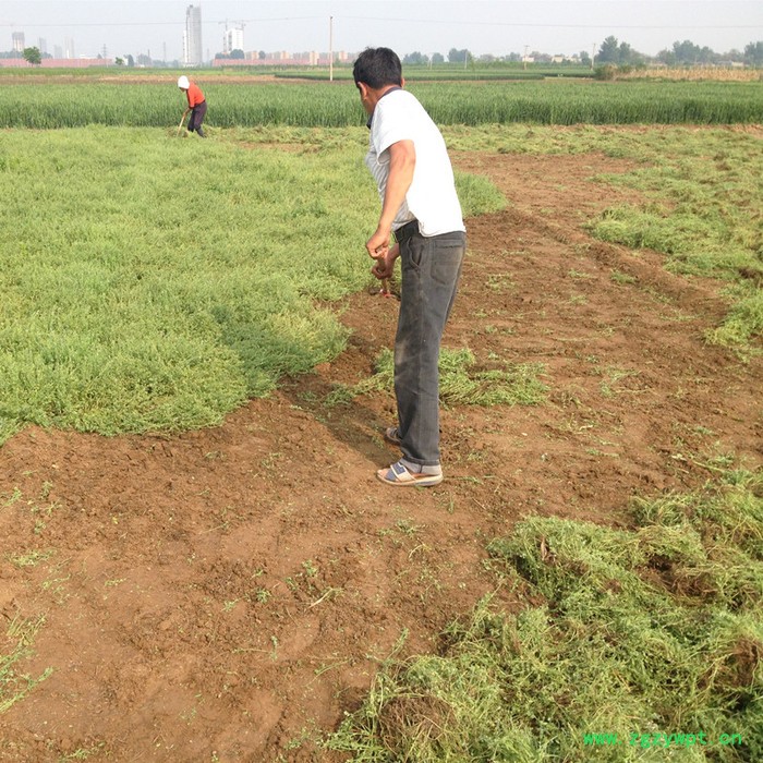 【龙飞种业】中药材种子/地丁种子/地丁草/地丁种子批发/地丁种子种植时间/地丁种子价格/地丁种子批发图2