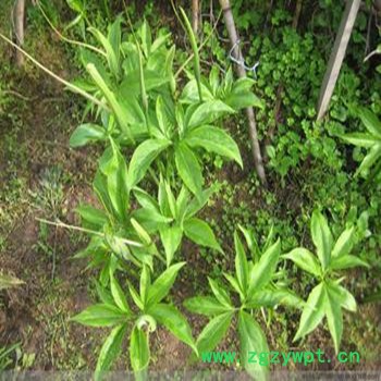 药材、中药、销售天南星种块、农家种植、保质保量、药材图3