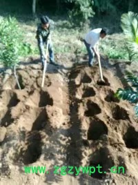 中药材种植百部苗种植批发价格图4