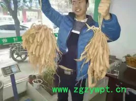中药材种植百部苗种植批发价格图2