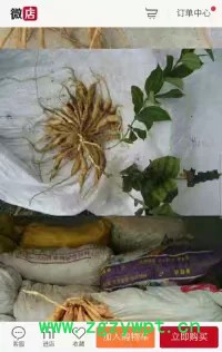 中药材种植百部苗种植批发价格图7