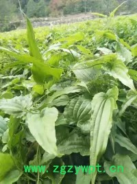 中药材种植百部苗种植批发价格图8