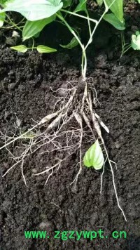 中药材种植百部苗种植批发价格图6