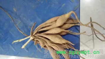 中药材种植百部苗种植批发价格