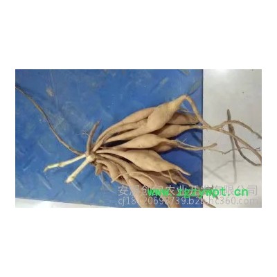 中药材种植百部苗种植批发价格