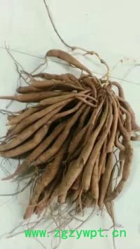 中药材种植百部苗种植批发价格图3