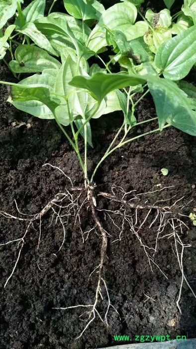 中药材种植百部苗种植批发价格图5