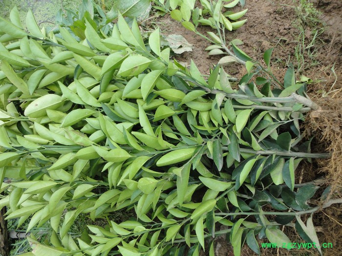 自产自销高正宗江西中药材 商州枳壳嫁接苗和实生苗35万株图8