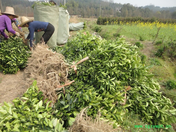 自产自销高正宗江西中药材 商州枳壳嫁接苗和实生苗35万株图7