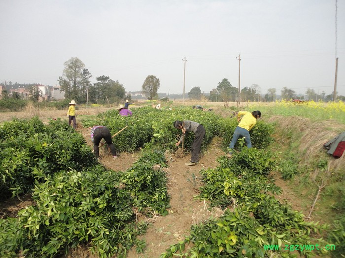 自产自销高正宗江西中药材 商州枳壳嫁接苗和实生苗35万株图6