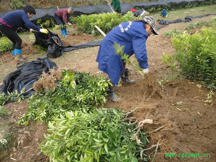 自产自销高正宗江西中药材 商州枳壳嫁接苗和实生苗35万株图3