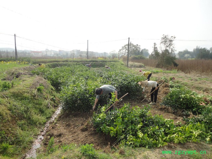 自产自销高正宗江西中药材 商州枳壳嫁接苗和实生苗35万株图4