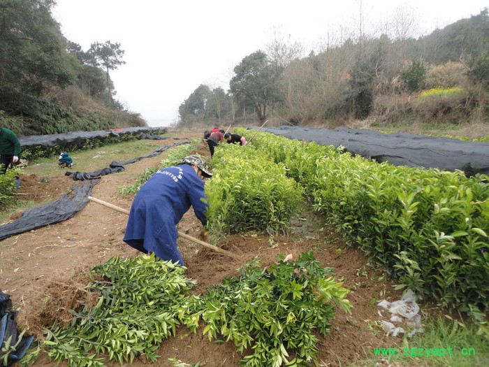 自产自销高正宗江西中药材 商州枳壳嫁接苗和实生苗35万株图2