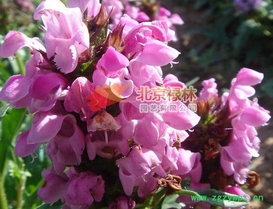 供应北京禄林夏枯草种子 现货库存 中药材种子 纯正东北**植物资源图3