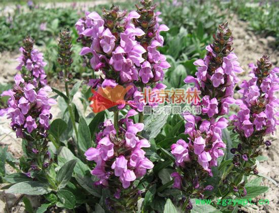 供应北京禄林夏枯草种子 现货库存 中药材种子 纯正东北**植物资源