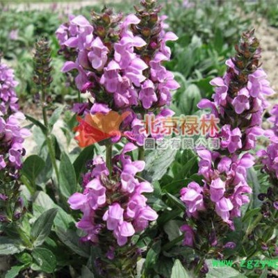 供应北京禄林夏枯草种子 现货库存 中药材种子 纯正东北**植物资源