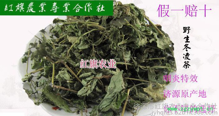 2015济源王屋山正宗神奇中药材**冬凌草批发图2