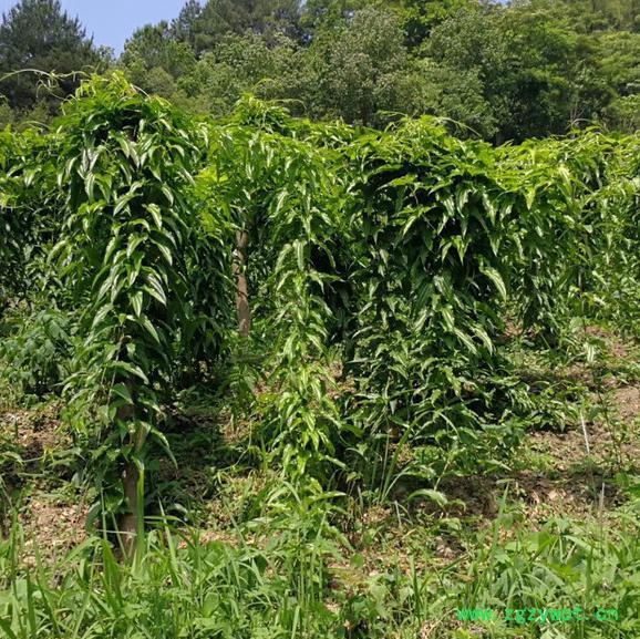 百部苗中药材种植致富项目种百部图3