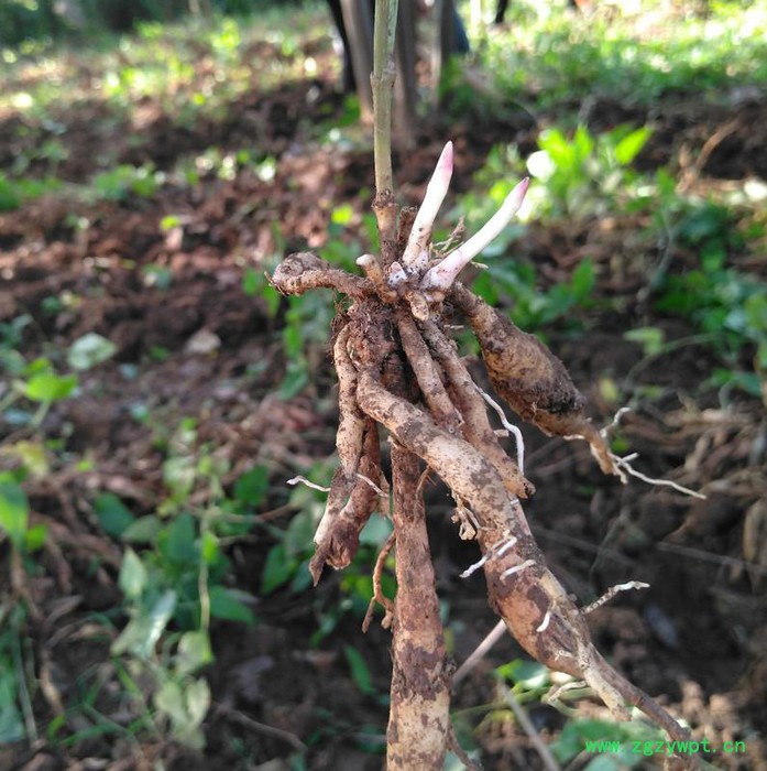 百部苗中药材种植致富项目种百部图5