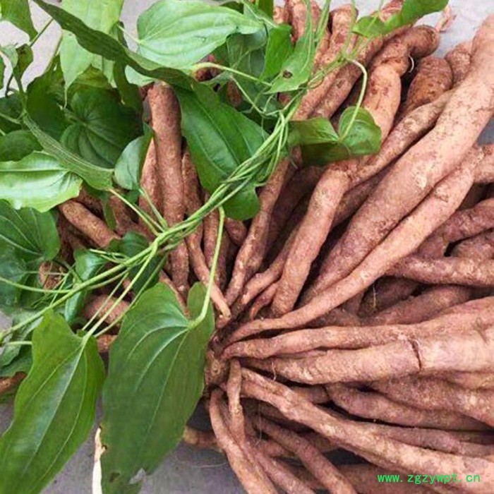 百部苗中药材种植致富项目种百部图6