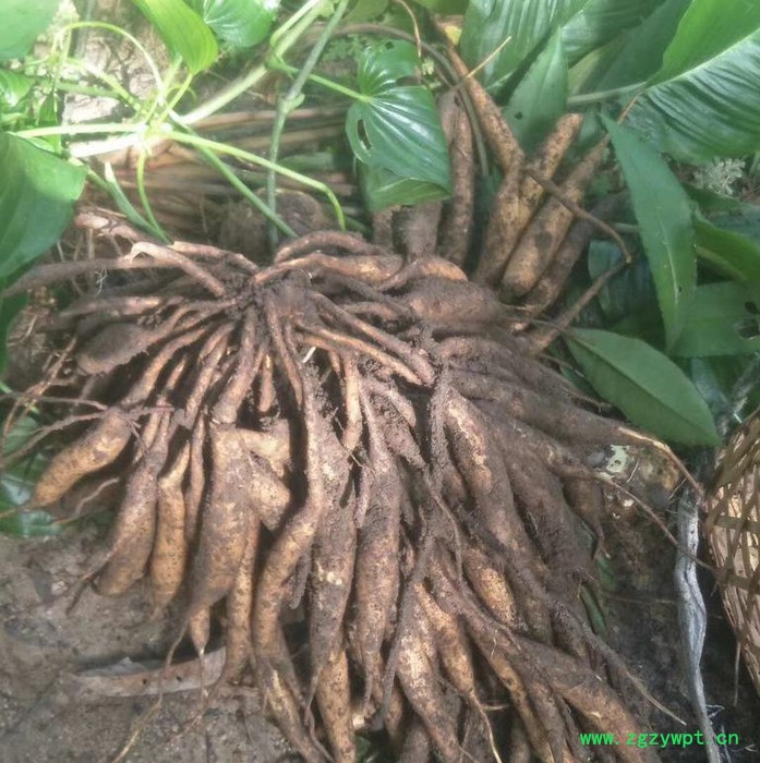 百部苗中药材种植致富项目种百部图4