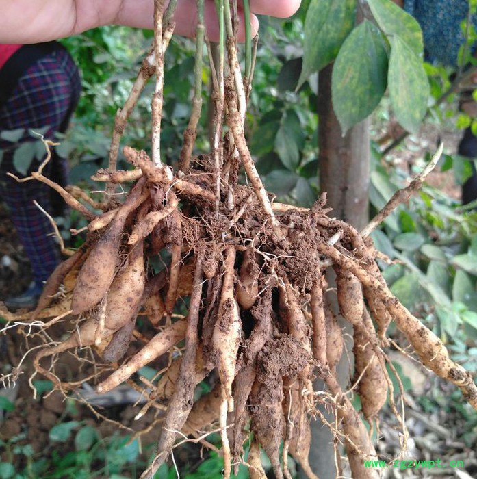 百部苗中药材种植致富项目种百部图2