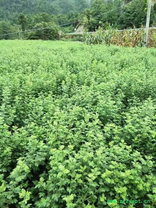 中药材种植菊花苗种植批发价格