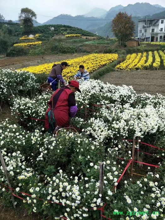 中药材种植菊花苗种植批发价格图4