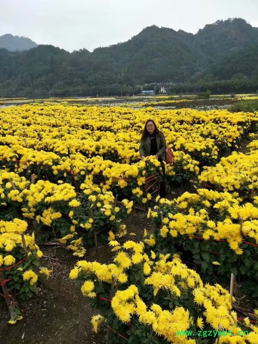 中药材种植菊花苗种植批发价格图2