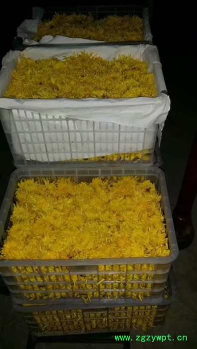 中药材种植菊花苗种植批发价格图3