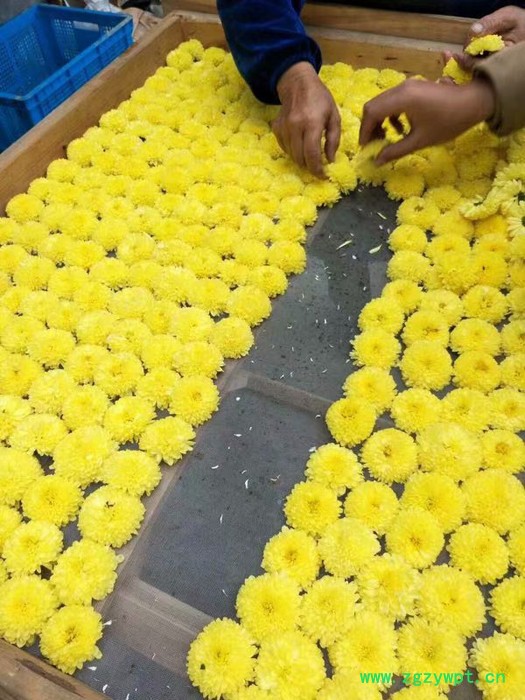 中药材种植菊花苗种植批发价格图5