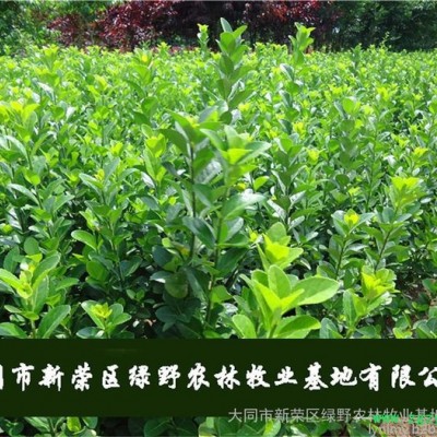 造林苗木/苗木批发/畜产品批发/杏/羊肉批发/枸杞/绿色农产品/有机羊肉/羊肉加工/杂粮/小米/造林苗木/中药材