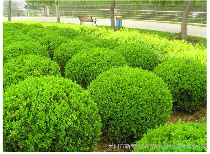 造林苗木/苗木批发/畜产品批发/杏/羊肉批发/枸杞/绿色农产品/有机羊肉/羊肉加工/杂粮/小米/造林苗木/中药材图6