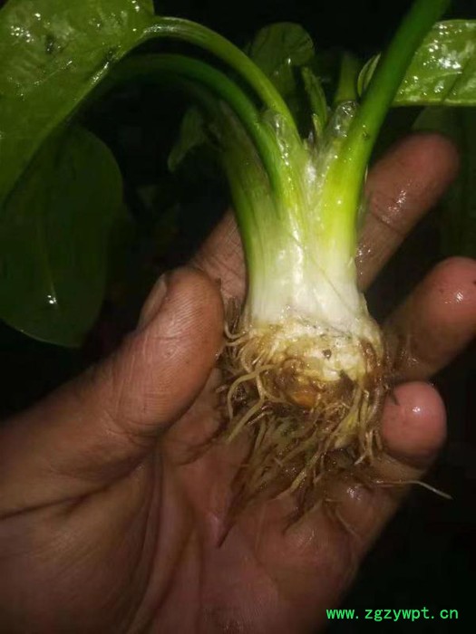 中药材种植建泽泻种植批发价格图3