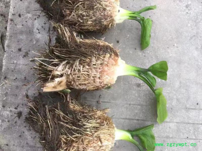 中药材种植建泽泻种植批发价格图4