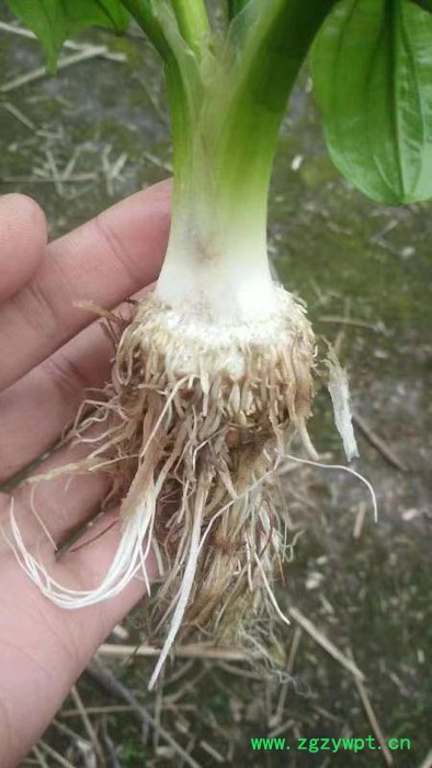 中药材种植建泽泻种植批发价格图2