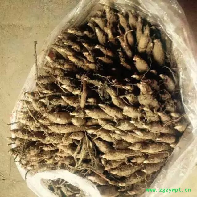 创纪农业中药材种植白芍种苗批发价格图3