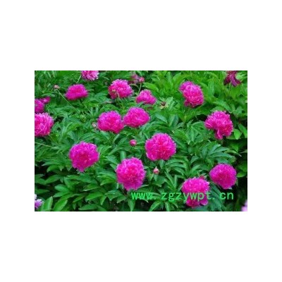 创纪农业中药材种植白芍种苗批发价格